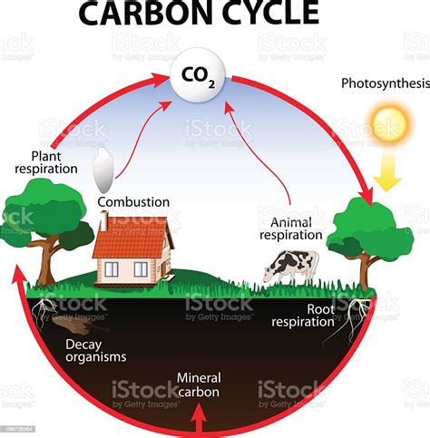 Quais Os Organismos E Processo Relacionados Ao Seqüestro De Carbono
