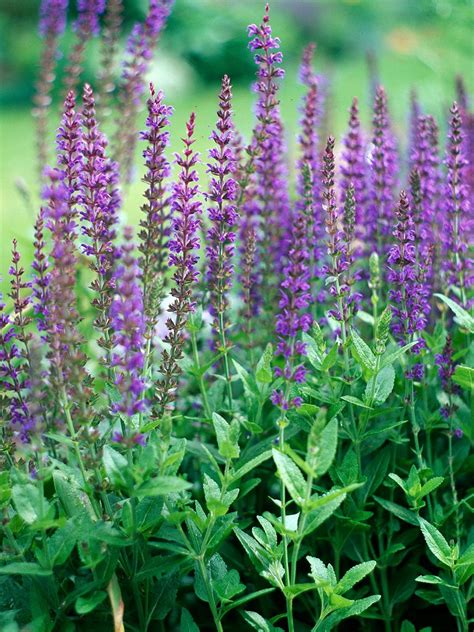 31 Salvia Varieties That Will Look Stunning In Your Garden In 2021 Salvia Plants Plants