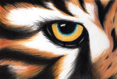 Tigers Eye By Sonidoespektral On Deviantart