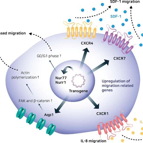 Representation Of Stem Cell Homing Mechanism Download Scientific Diagram