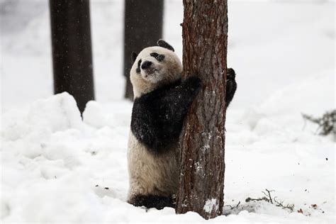 Chinese Giant Pandas Unveiled To Public In Finland Wbff