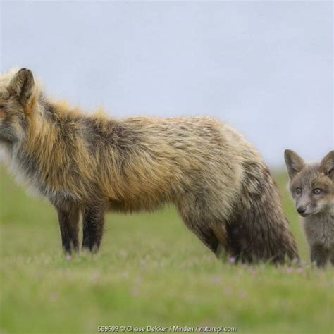 Washington Foxes Nature Picture Library