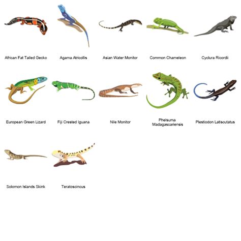 Types Of Lizards With Names