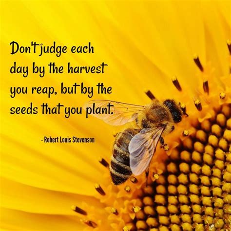 Sunflower Quotes 20 Best Sunflower Sayings With Images Sunflower