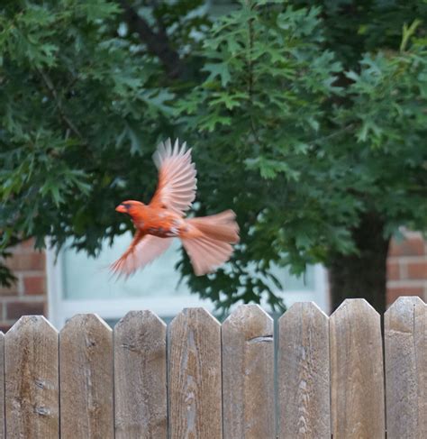 This Baby Boy Cardinal Is So Pretty When He Flies Away Beautiful