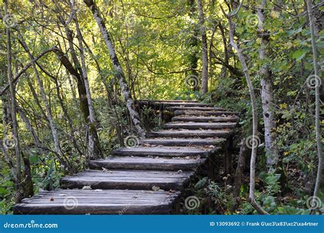 Boardwalk In Forest Autumn Stock Photo Image Of Stairs Birch 13093692