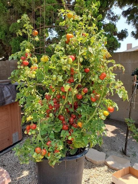 Dwarf Tomatoes Reviewed Should I Grow Dwarf Tomatoes Grow Tomatoes