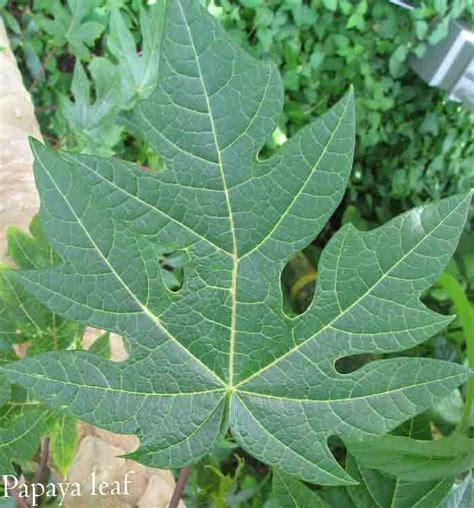 Papaya Leaf Increases Appetite In Children