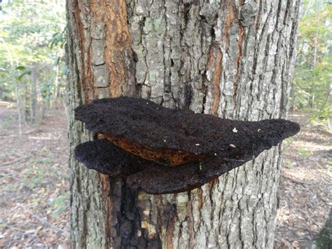 Black Tree Fungi Stock 2 By Stormymay888 On Deviantart