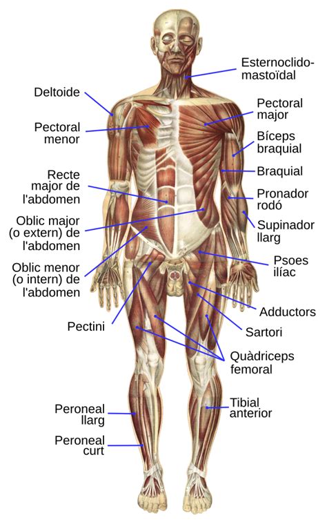 Het Menselijk Lichaam Anatomie Model Torso Met Organen Unisex Met The