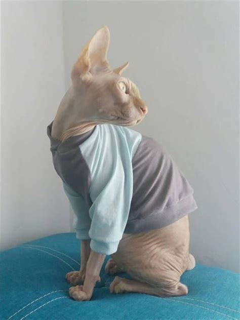 Sphynx Cat T Shirt Gifts For Pets Costumes For Pets Cat Sweater Cat T Shirt Sphynx Shirt