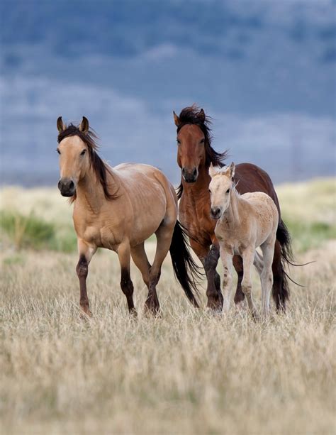 Where To View Wild Horses And Burros Map American Wild Horse Campaign