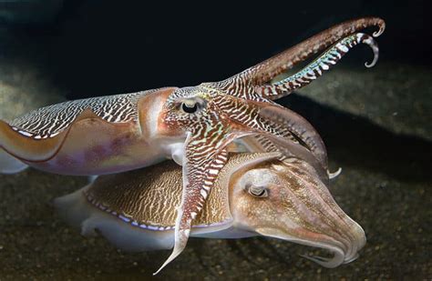 Cuttlefish Vs Squid What Are The Differences Az Animals