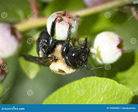 Bumble Bee On The Blueberry Stock Image Image Of Macro Garden 15009835