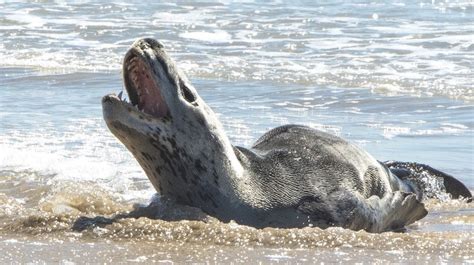 Beachgoers At Iluka On Nsw North Coast Warned To Keep Their Distance From Leopard Seal Abc News