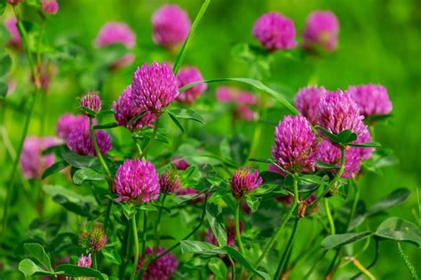 Red Clover Plant One Of The Most Beneficial Nitrogen Depositors Ever