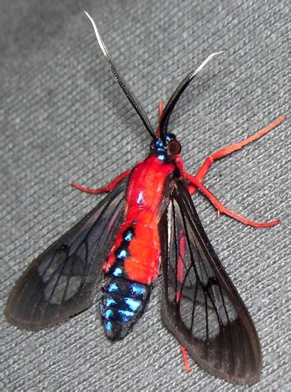 Scarlet Bodied Wasp Moth Whats That Bug