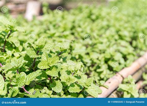 Peppermint Plant Grown In Vegetable Garden Stock Image Image Of
