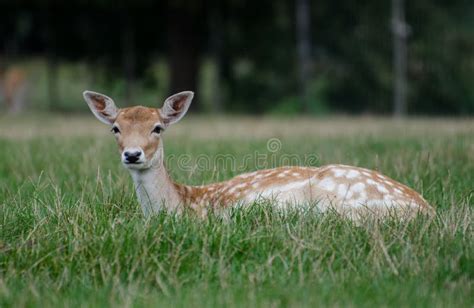 The Sika Deer Stock Photo Image Of Female Spots Animal 123319922