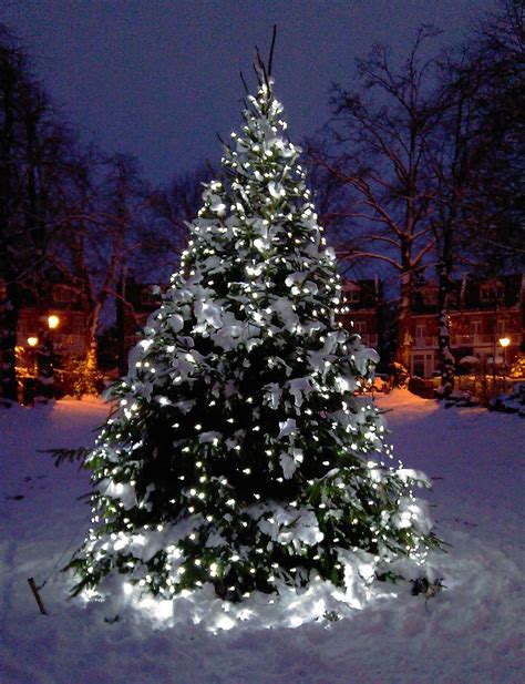 Best Christmas Tree Light Ideas For This Season