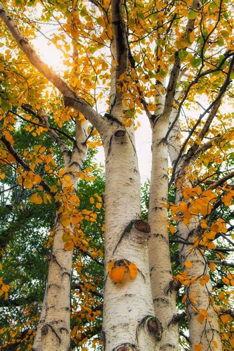 Birch Trees Stock Image Image Of Season Leaves Fall 47602615