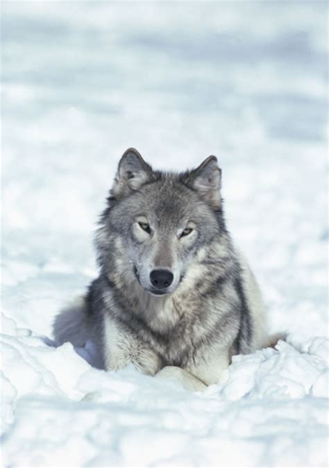 Wolves Facts Diet And Habitat Information