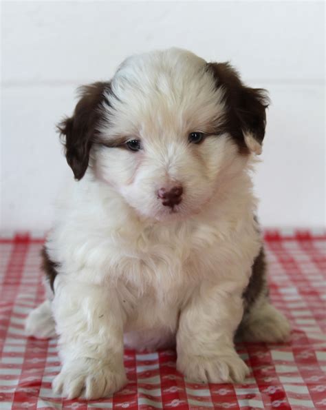 Mini Aussiedoodle For Sale Sugarcreek Oh Male Ronno Ac Puppies Llc