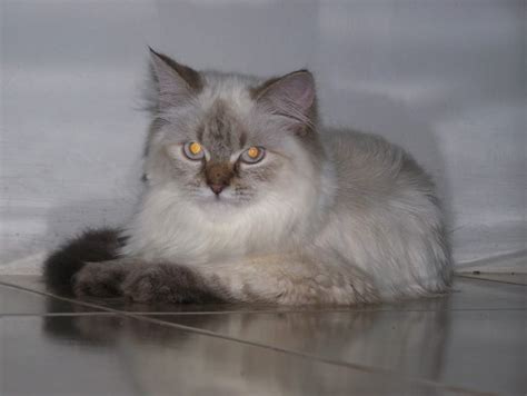 4 Jenis Kucing Persia Dan 11 Cara Merawatnya Berita Seputar Kucing