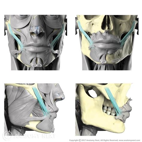 Zygomaticus Major Definição Origem Inserção Anatomia 3d This Unruly