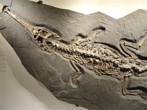 Fancy Owning A Perfectly Preserved Crocodile Skeleton From 180 Million