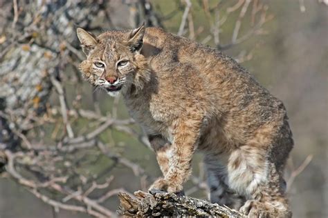 Mountain Lion Vs Bobcat The Main Differences Tiger Tribe