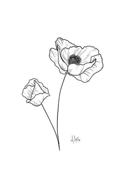 Poppy Flower Drawing Tattoo Drawing Tutorial Easy