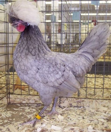 white crested blue polish chicks for sale polish chicken fancy chickens rare chicken breeds