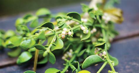 Mistletoe Is North Carolina S Most Romantic Parasite Our State