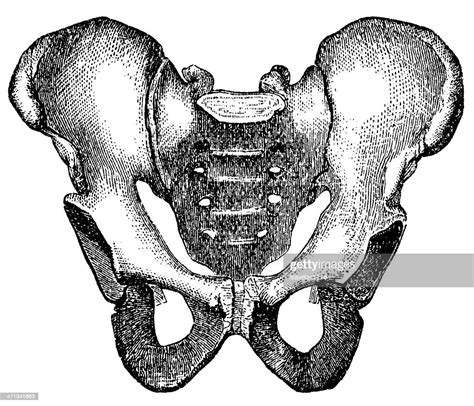 Human Pelvis High Res Vector Graphic Getty Images