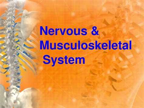 Ppt Nervous And Musculoskeletal System Powerpoint Presentation Free
