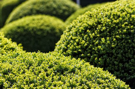 12 popular evergreen shrubs