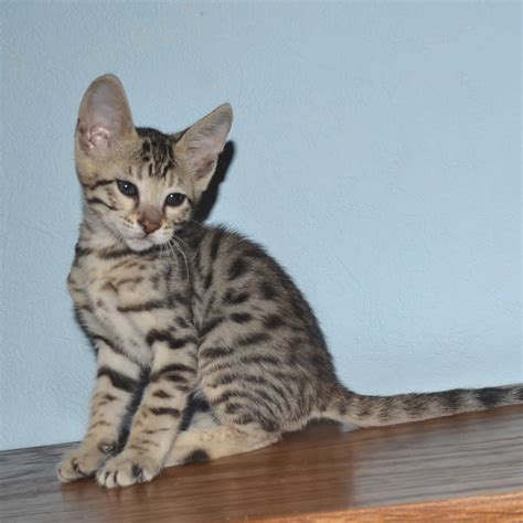 Manjaro cats is a world renowned, tica registered breeder that specializes in producing high quality f6 and f7 savannah kittens. F6 Savannah Kittens for Sale Amanukatz Savannah Cats Ohio ...