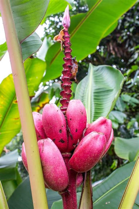 Amazon Rainforest Rare Plants