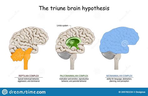 Triune Brain Hypothesis Theory About Evolution Of Human`s Brain Stock