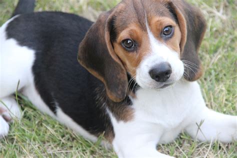 Little Beagle Beagle Puppy Beagle Dog Beagle