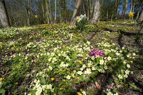 Primroses Flowering In Spring Creative Commons Stock Image