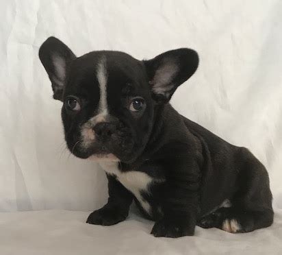 Affordable french bulldog pups pups are well trained, in good health, good with kids and other pets, ready to join family. View Ad: French Bulldog Puppy for Sale near South Carolina ...