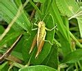 Category Orthoptera Of Papua New Guinea Wikimedia Commons