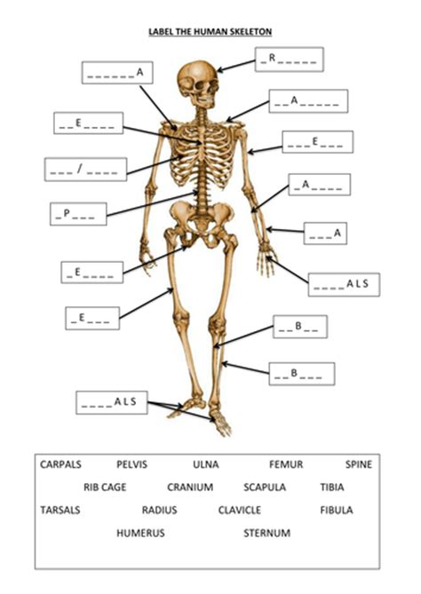 Label The Human Skeleton Teaching Resources