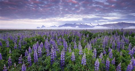Field Of Lupines Flowers Nature Clouds Sky Lupines Field Iceland