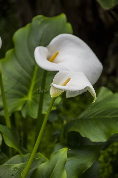 Calla Lilybeautiful White Calla Lilies Blooming In The Garden Arum
