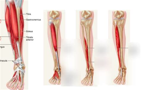 Deep Leg Muscles Diagram Quizlet