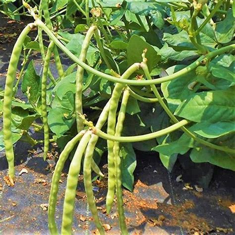 Mississippi Cream Pea Cowpea Seeds Southern Field Pea Zipper Etsy