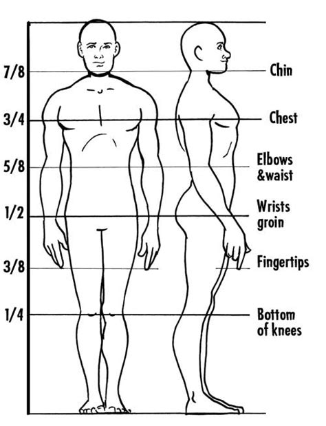 Anatomy 101 Body Proportions